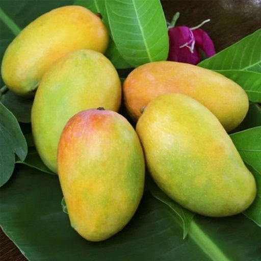 Organic Badami Mangos